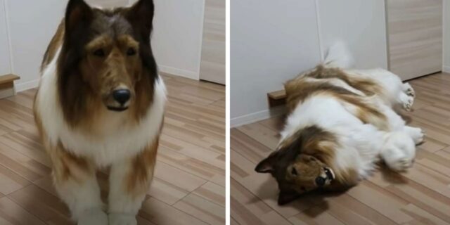 Un uomo ha speso oltre 15mila euro per trasformarsi in un collie