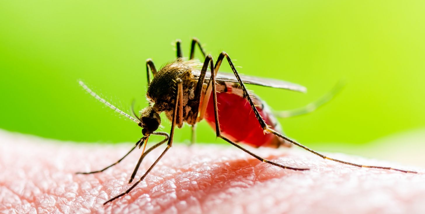 cos8217232 il virus west nile che ha gi224 ucciso una donna a roma e contagiato almeno 6 persone