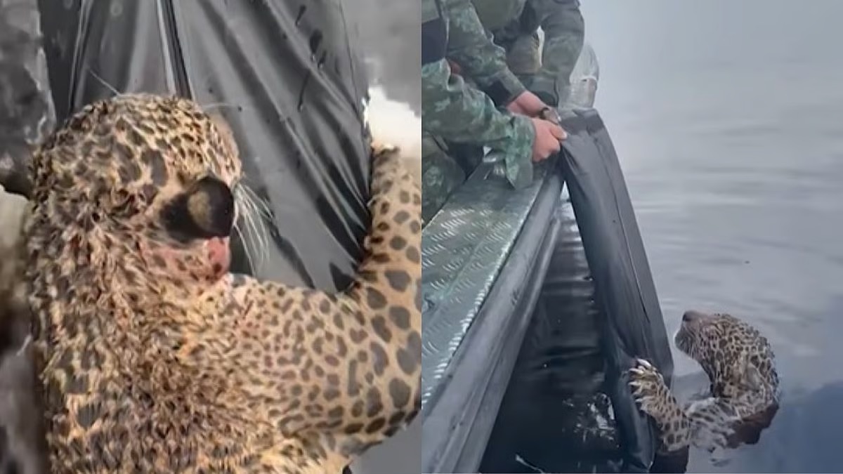 il giaguaro salvato dopo 8 ore nel rio negro aveva pi249 di 30 pallottole in testa il video