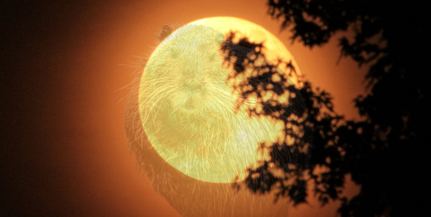 arriva la superluna del castoro la pi249 grande del 2025 perch233 si chiama cos236 e come osservarla da News.robadadonne.it arriva la superluna del castoro la pi249 grande del 2025 perch233 si chiama cos236 e come osservarla