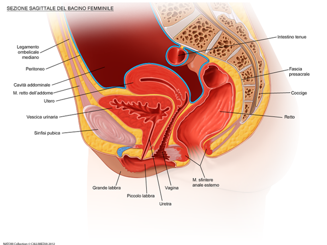 perineo e pavimento pelvico