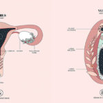 10 immagini di anatomia femminile per superare la violenza sessuale