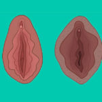 Che cosa vedere nel primo Museo della Vagina del mondo