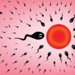 Orologio biologico: come cambiano spermatozoi e ovuli a 23, 30, 40 e 45 anni
