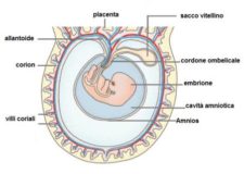 Sacco Vitellino Il Primo Segnale Della Gravidanza Roba Da Donne sacco-vitellino-il-primo-segnale-della-gravidanza-roba-da-donne