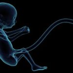 Come calcolare la lunghezza del feto e cosa indica