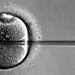 ICSI o FIVET: se lo spermatozoo è "libero" o meno di entrare nell'ovocita