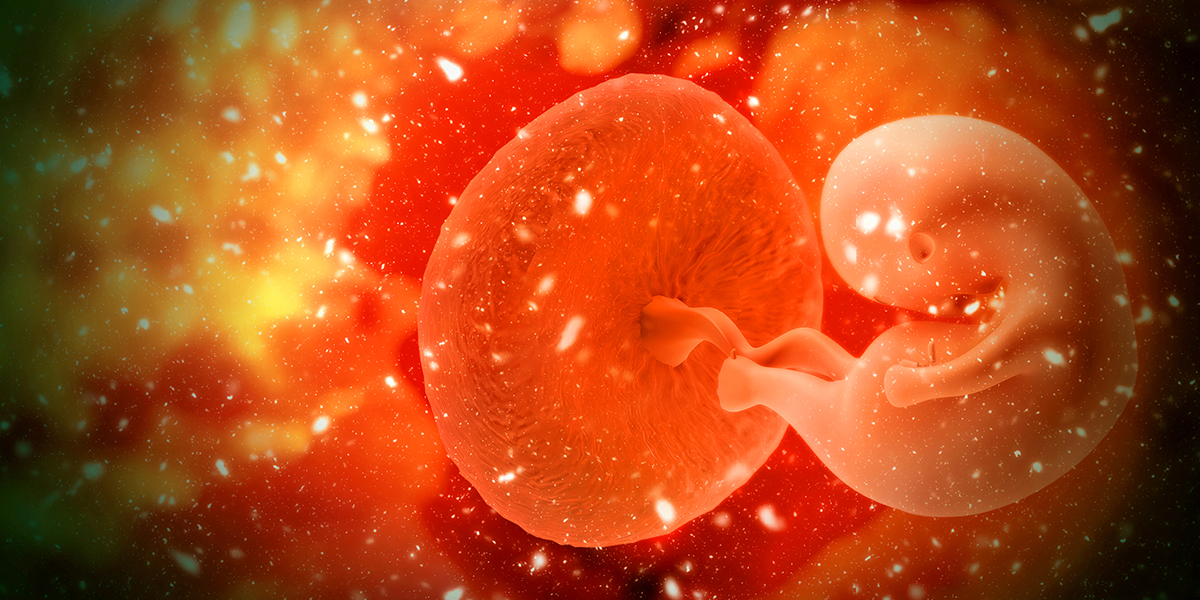 La lotta della placenta per dire che il feto non è un corpo estraneo da eliminare