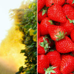 Frutta e Verdura Tossica: i 12 Peggiori Tipi che Probabilmente Mangi Ogni Giorno