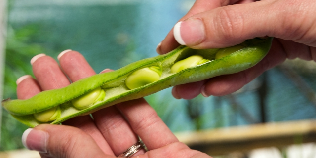 Edamame