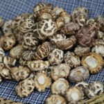 Shiitake: proprietà e controindicazioni dei funghi medicamentosi
