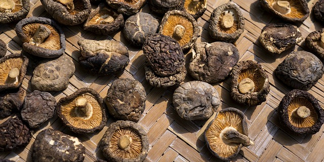 funghi shiitake