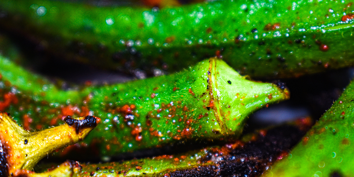 Okra in padella