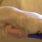 Chiara e Quincey, il cane allerta diabete che le salva la vita ogni giorno Chiara e Quincey, il cane allerta diabete che le salva la vita ogni giorno