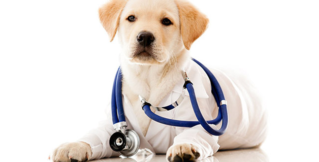 pet therapy