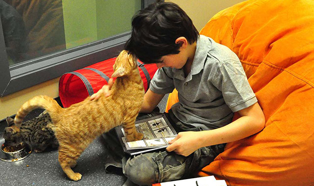 pet therapy