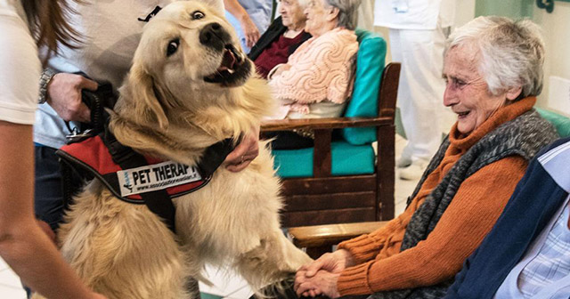 pet therapy