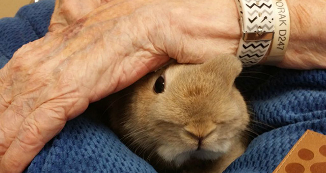 pet therapy