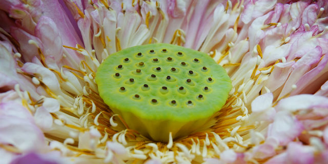 Tripofobia, la malattia subdola di chi ha paura dei buchi Tripofobia, la malattia subdola di chi ha paura dei buchi