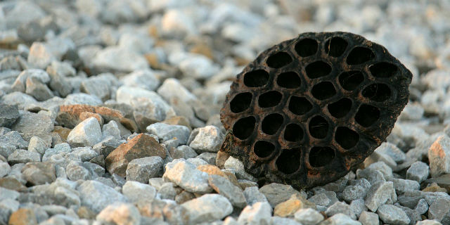 tripofobia