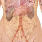 Sapevi di avere il mesentere? A cosa serve l'organo sconosciuto