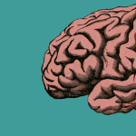 Perché il cervello delle donne è 4 anni più giovane di quello degli uomini