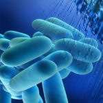 Allarme legionella: cos'è il batterio che causa epidemie di polmonite