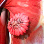 Perché l’immagine dei muscoli del seno è diventata virale