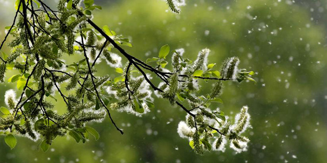 allergia graminacee