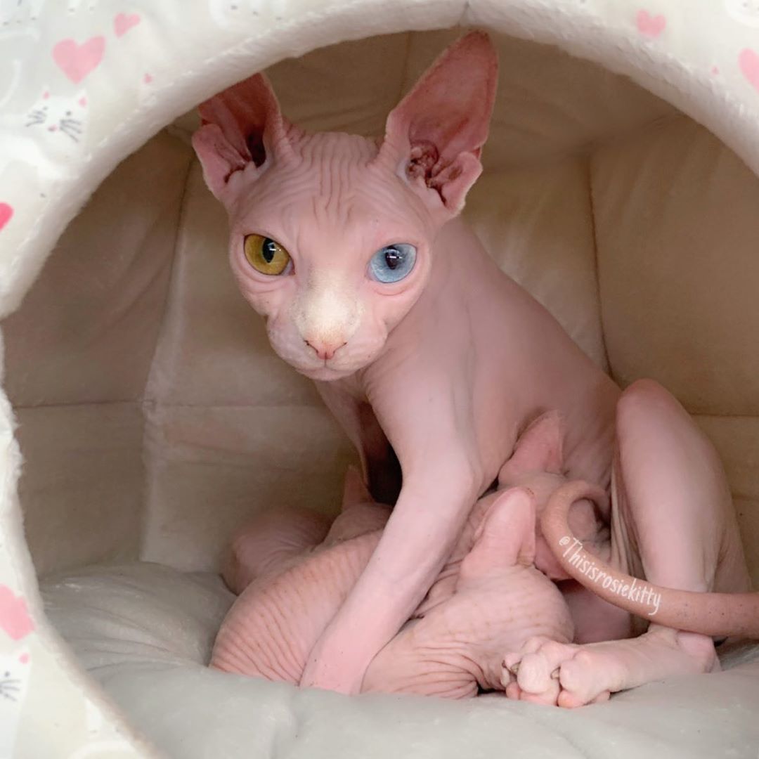 “Perché un gatto Sfinge è stata la migliore scelta per la mia famiglia”