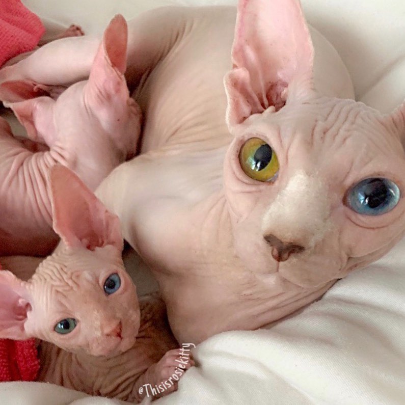 “Perché un gatto Sfinge è stata la migliore scelta per la mia famiglia”