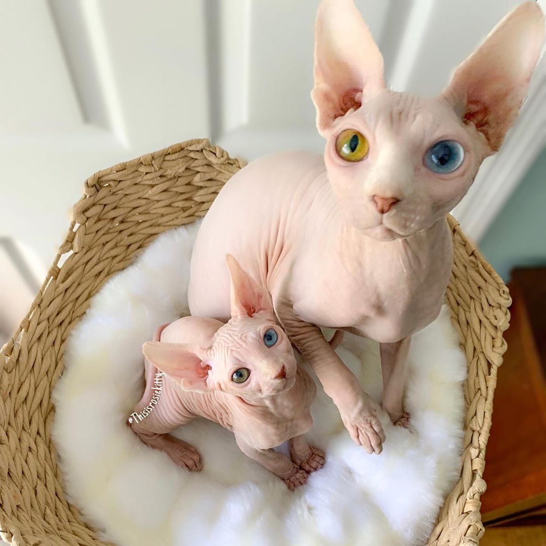 “Perché un gatto Sfinge è stata la migliore scelta per la mia famiglia”