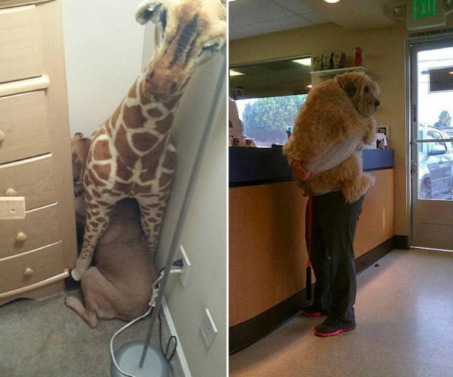 Le Foto Dei Cuccioli Che Hanno Il Terrore Del Veterinario