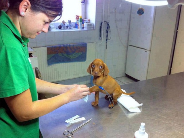 Le Foto Dei Cuccioli Che Hanno Il Terrore Del Veterinario