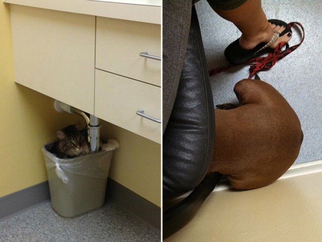 Le Foto Dei Cuccioli Che Hanno Il Terrore Del Veterinario