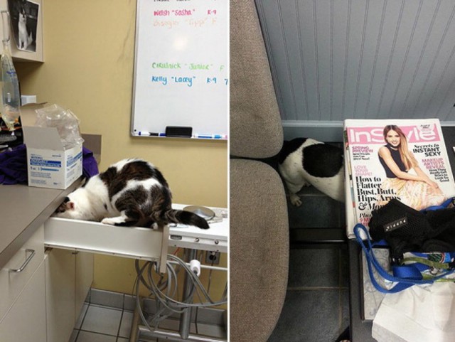 Le Foto Dei Cuccioli Che Hanno Il Terrore Del Veterinario