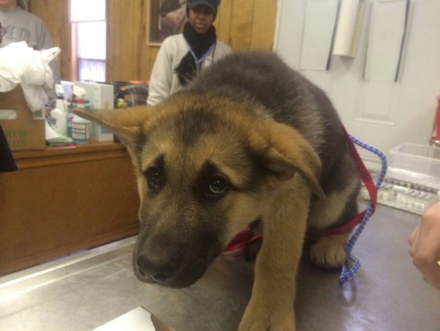 Le Foto Dei Cuccioli Che Hanno Il Terrore Del Veterinario