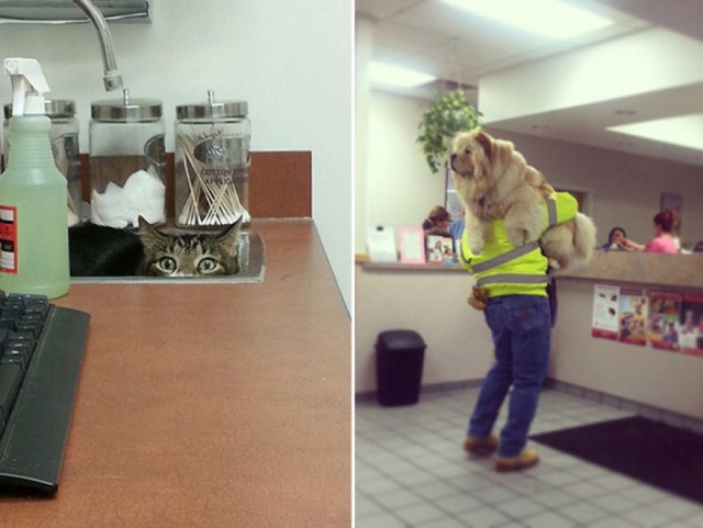 Le Foto Dei Cuccioli Che Hanno Il Terrore Del Veterinario