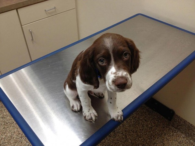 Le Foto Dei Cuccioli Che Hanno Il Terrore Del Veterinario