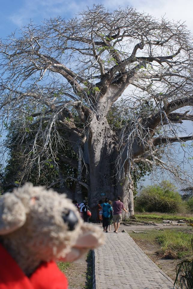 Pocker, Il DogTrotter Che Promuove I Canili In Viaggio Per Il Mondo