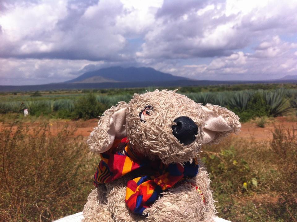 Pocker, Il DogTrotter Che Promuove I Canili In Viaggio Per Il Mondo