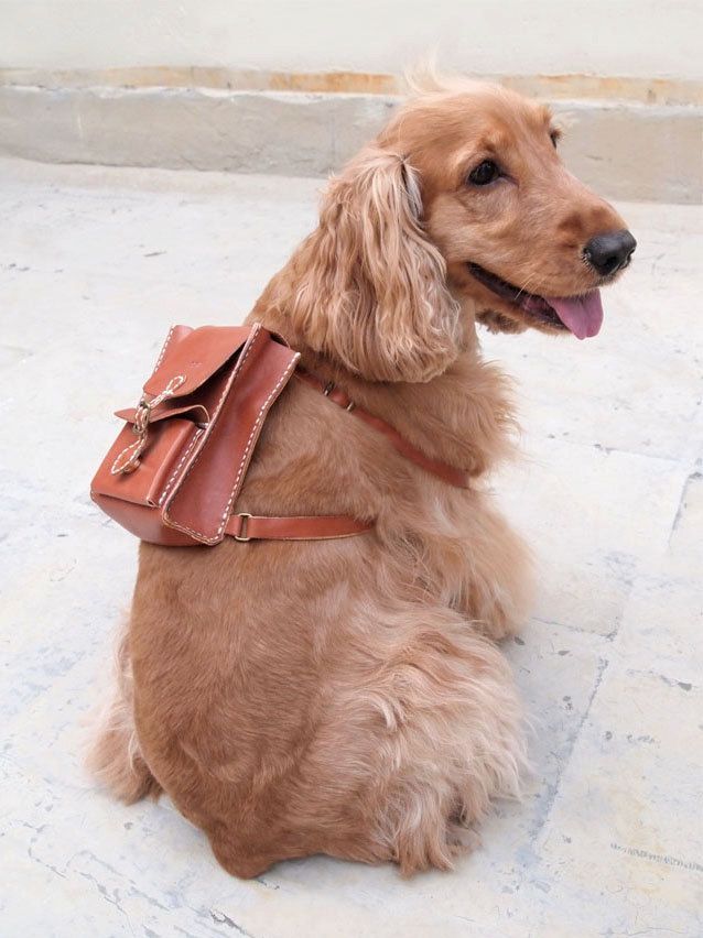 Le 43 migliori invenzioni per cani
