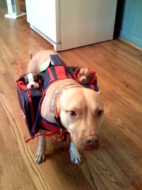 Le 43 migliori invenzioni per cani