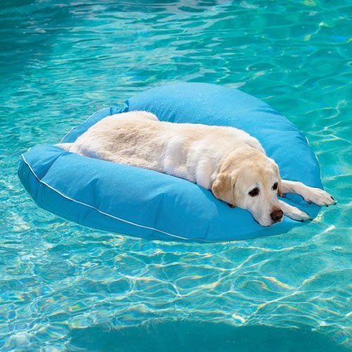 Le 43 migliori invenzioni per cani