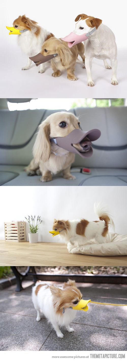 Le 43 migliori invenzioni per cani