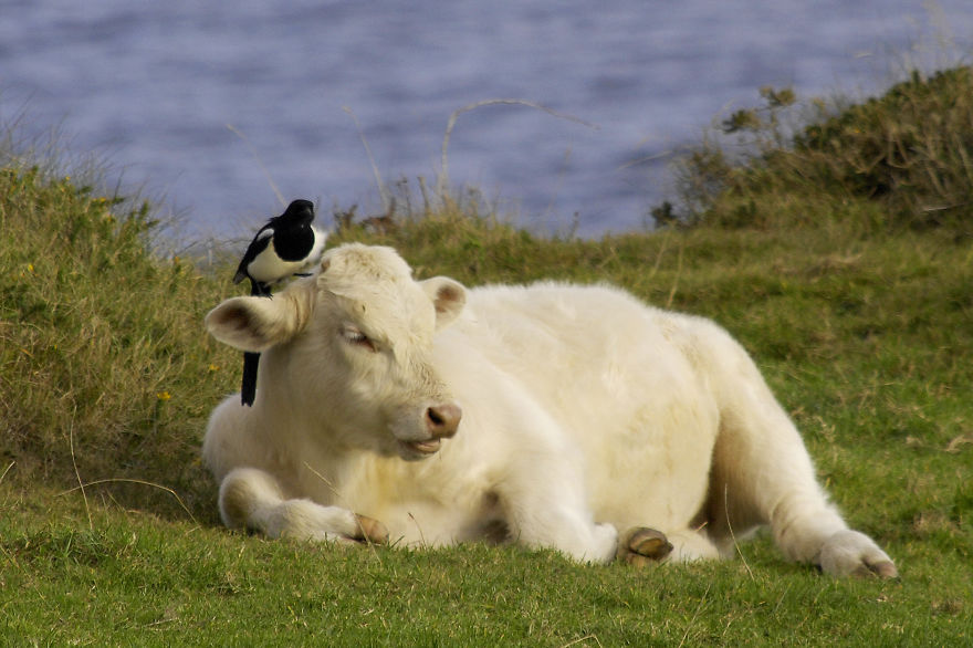Amicizie Inusuali nel Mondo Animale
