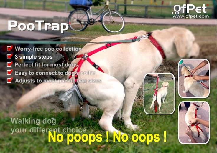 Le 43 migliori invenzioni per cani