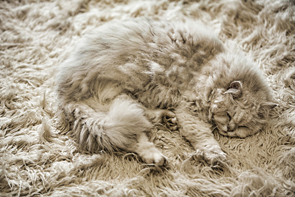 Trova l'Intruso: 32 Animali che si Mimetizzano alla Perfezione!
