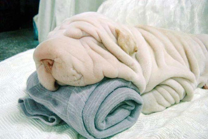 Trova l'Intruso: 32 Animali che si Mimetizzano alla Perfezione!