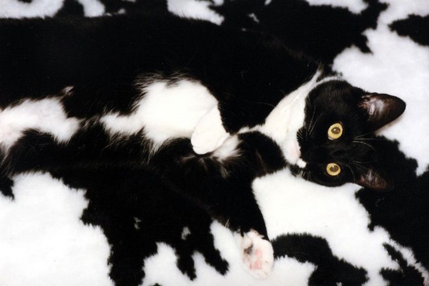 Trova l'Intruso: 32 Animali che si Mimetizzano alla Perfezione!